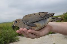 a person holding a small bird in their hand with grass and bushes in the background