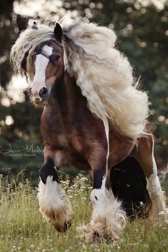 a brown and white horse standing on top of a lush green field