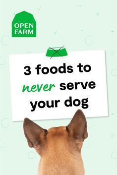 a dog holding a sign that says 3 foods to never serve your dog