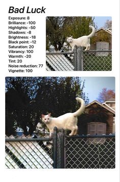 two pictures of a white cat on top of a fence with the caption bad luck