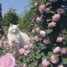 a white cat sitting in the middle of pink roses and bushes with trees behind it