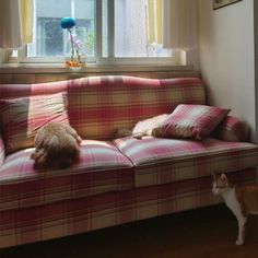 two cats sitting on a couch in front of a window with yellow drapes and plaid pillows