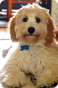 a dog with a blue bow tie sitting on the floor