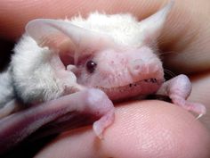 a small white bat sitting on top of someone's finger with it's eyes closed