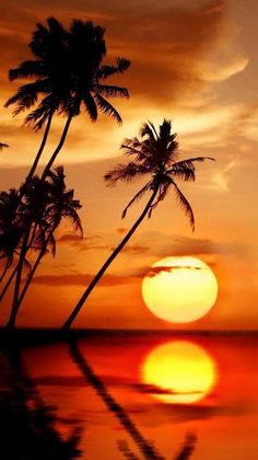 the sun is setting behind two palm trees on the water's edge, with reflection in the water