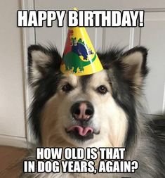 50 Funny Happy Birthday Wishes & Memes Happy Birthday Dog Meme, Belated Birthday Meme, Birthday Meme Dog, Funny Belated Birthday Wishes, Belated Birthday Funny, Belated Birthday Greetings, Belated Birthday Wishes, Birthday Memes