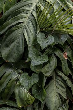 green leaves with drops of water on them