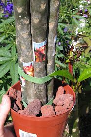 a person holding up a potted plant with sticks sticking out of it