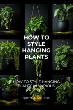 how to style hanging plants in various rooms