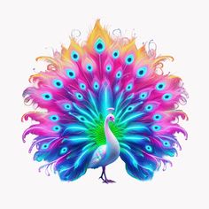 a colorful peacock with feathers spread out