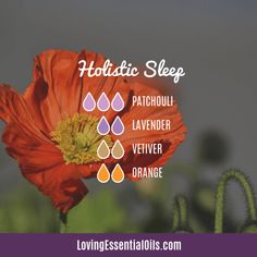 Patchouli Essential Oil Uses, Benefits and Recipes - EO Spotlight Essential Oil Blends With Patchouli, Patchouli Diffuser Blend, Patchouli Essential Oil Benefits, Patchouli Essential Oil Uses, Scent Combinations, Vetiver Essential Oil, List Of Essential Oils