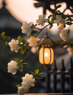 a lantern hanging from a tree with white flowers