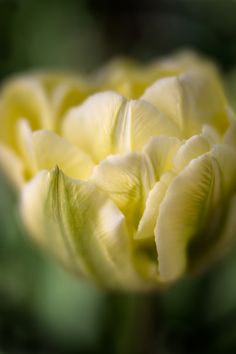 a close up view of a yellow flower in the middle of it's petals