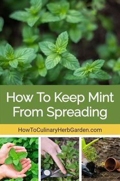 how to keep mints from spreading in the garden with text overlay that reads, how to keep mints from spreading