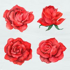 four red roses on white paper with green leaves