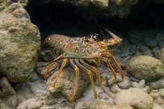 a close up of a lobster on rocks near water and seaweed in the ocean