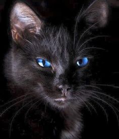 a black cat with blue eyes looking at the camera