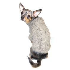 a small dog wearing a sweater on its hind legs