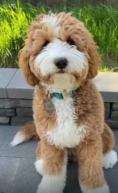 a brown and white dog sitting on top of a sidewalk