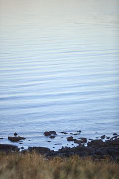 two birds are sitting on rocks in the water