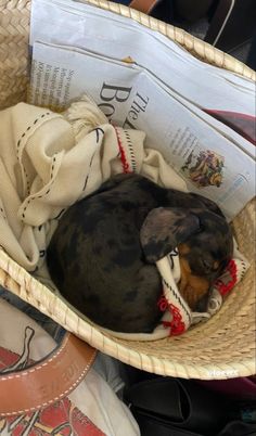 a dog is curled up in a basket