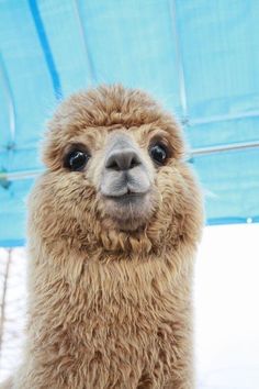 a close up of a llama with the words les 15 alpacas delifrants