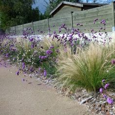 purple and white flowers in front of a fenced off area with grass on the side