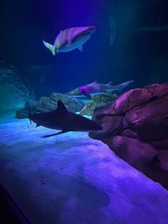 an aquarium filled with lots of different types of fish and plants in purple lighting under the water