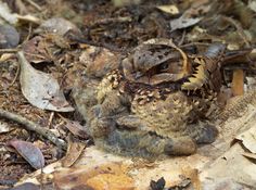 an owl is sitting on the ground surrounded by leaves