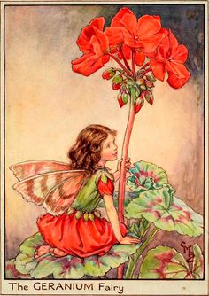 The Geranium Fairy - Flower Fairies Ida Rentoul Outhwaite, Bird Sparrow, Fairy Paintings, 동화 삽화, Illustration Kunst, Postcard Vintage, Fairy Illustration, Snow Fairy, Fairy Pictures