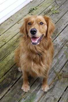 a brown dog sitting on top of a wooden deck