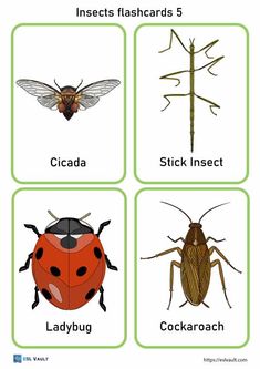 insects flashcards Insect Memory Game Printable, Insect Matching Free Printable, Insect Body Parts, Bug Printable, Tree Worksheet, Family Tree Worksheet