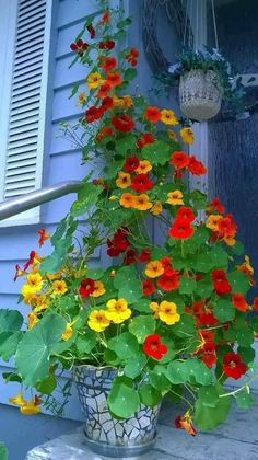 the potted plant has many flowers growing out of it