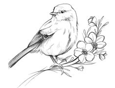 a bird sitting on top of a branch with flowers in the foreground and behind it is a pencil drawing