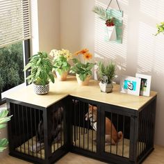 two dogs are sitting in their kennels next to plants and pictures on the wall