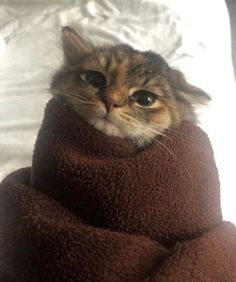 a cat is wrapped in a blanket on top of a bed and staring at the camera