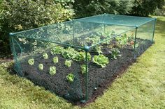 an outdoor garden with vegetables growing in it