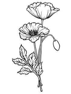 Poppies Poem, Poppy Flower Tattoo, Poppy Craft, Poppies Tattoo, Watercolor Art Journal, Adult Colouring Pages