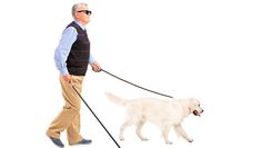 an older man walking his white dog on a leash, in front of a white background