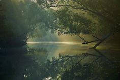 the sun shines through the trees on the water's edge as it reflects in the still water