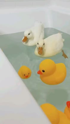 several ducks floating in a bathtub filled with water and yellow rubber ducky ones