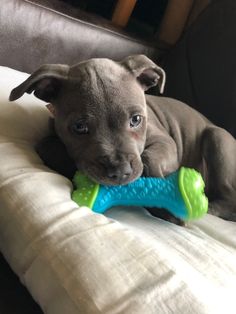 a dog laying on top of a pillow with a toy in it's mouth