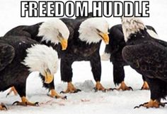 four bald eagles are standing in the snow