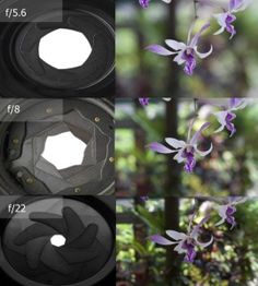 four different images of flowers in various stages of blooming, from top to bottom