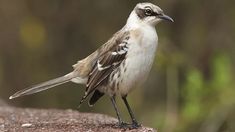 a small bird standing on top of a rock