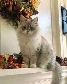 a white cat sitting on top of a mantle next to a wreath filled with autumn leaves