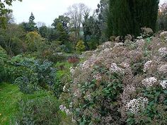 the flowers are blooming all over the park and in the garden, along with other plants