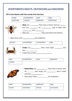 an insect worksheet for students to learn how to write and describe insects in english