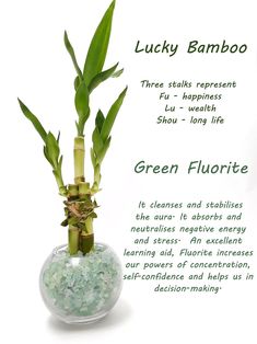 the lucky bamboo plant is in a glass vase with green fluorite on it