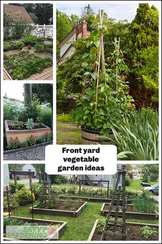 the garden is full of different types of vegetables